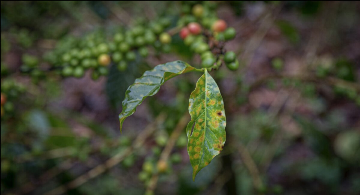 Koffieplant met groene koffiebonen en bladeren met vlekken, gefotografeerd van dichtbij in een natuurlijke omgeving.